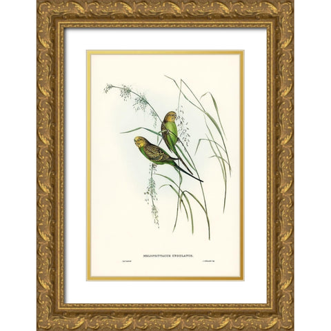 Warbling Grass-Parakeet-Melopsittacus undulatus Gold Ornate Wood Framed Art Print with Double Matting by Gould, John