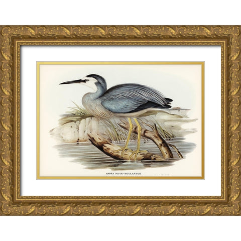 White-fronted Heron-Ardea Novae-Hollandiae Gold Ornate Wood Framed Art Print with Double Matting by Gould, John