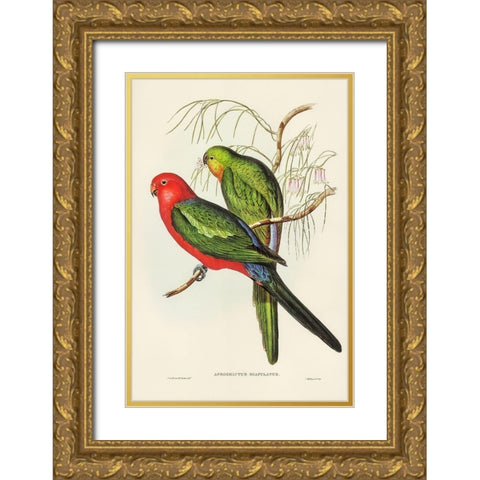 King Lory-Aprosmictus scapulatus Gold Ornate Wood Framed Art Print with Double Matting by Gould, John