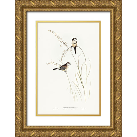 Bichenoâ€™s Finch-Estrelda Bichenovii Gold Ornate Wood Framed Art Print with Double Matting by Gould, John