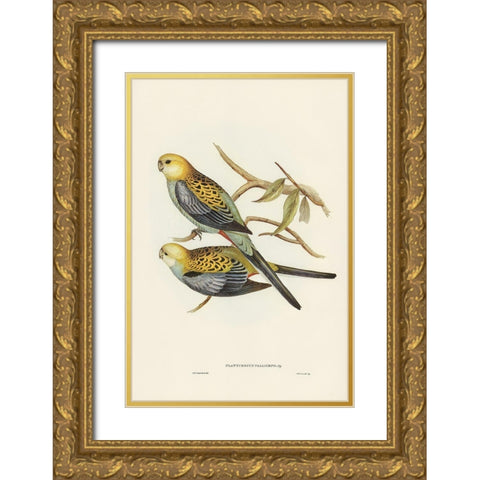 Pale-headed Parakeet-Platycercus palliceps Gold Ornate Wood Framed Art Print with Double Matting by Gould, John
