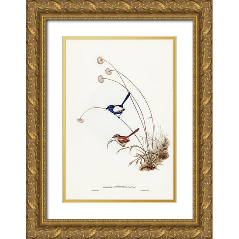 White-winged Wren-Malurus leucopterus Gold Ornate Wood Framed Art Print with Double Matting by Gould, John