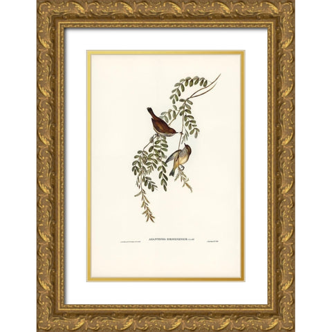 Tasmanian Acanthiza-Acanthiza Diemenensis Gold Ornate Wood Framed Art Print with Double Matting by Gould, John