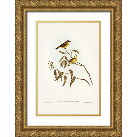 White-throated Gerygone-Gerygone albogularis Gold Ornate Wood Framed Art Print with Double Matting by Gould, John