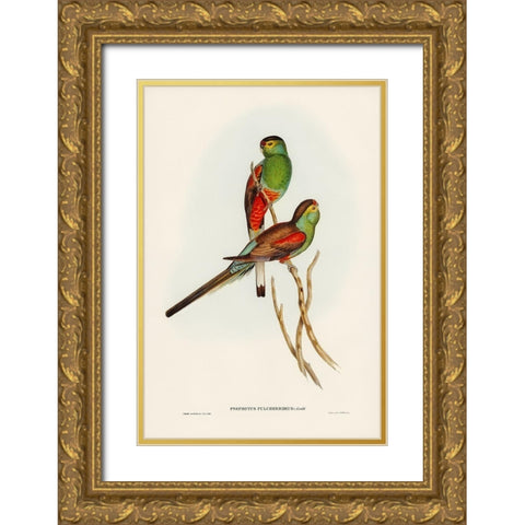 Beautiful Parakeet-Psephotus pulcherrimus Gold Ornate Wood Framed Art Print with Double Matting by Gould, John