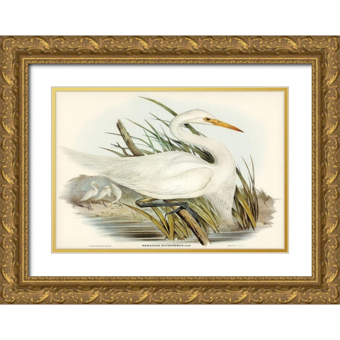 Plumed Egret-Herodias plumiferus Gold Ornate Wood Framed Art Print with Double Matting by Gould, John