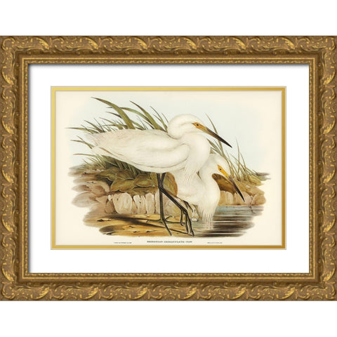 Spotless Egret-Herodias immaculata Gold Ornate Wood Framed Art Print with Double Matting by Gould, John