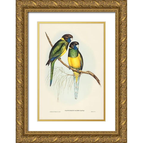 Bauers Parrakeet-Platycercus Bauerii Gold Ornate Wood Framed Art Print with Double Matting by Gould, John