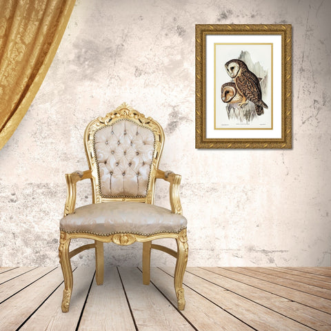 Chestnut-faced Owl-Strix castanops Gold Ornate Wood Framed Art Print with Double Matting by Gould, John