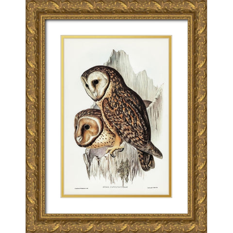 Chestnut-faced Owl-Strix castanops Gold Ornate Wood Framed Art Print with Double Matting by Gould, John