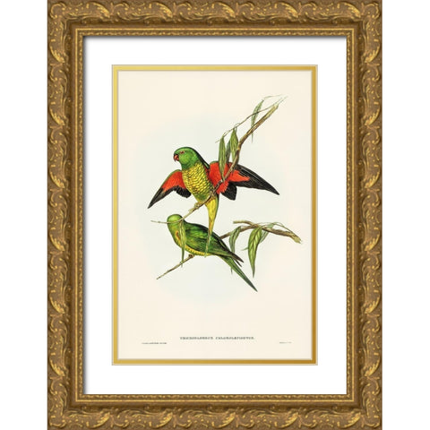 Scaly-breasted Lorikeet-Trichoglossus chlorolepidotus Gold Ornate Wood Framed Art Print with Double Matting by Gould, John