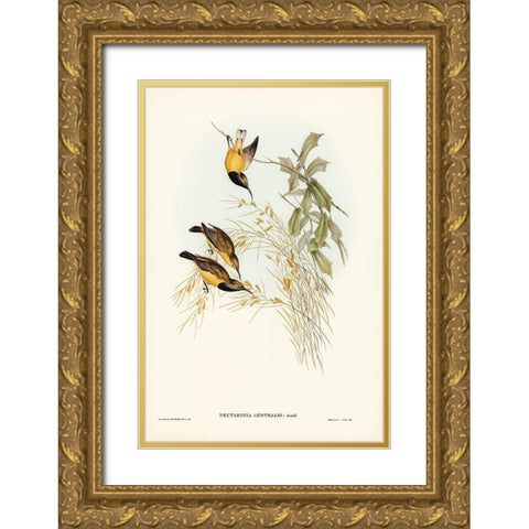 Australian Sun-bird-Nectarinia australis Gold Ornate Wood Framed Art Print with Double Matting by Gould, John