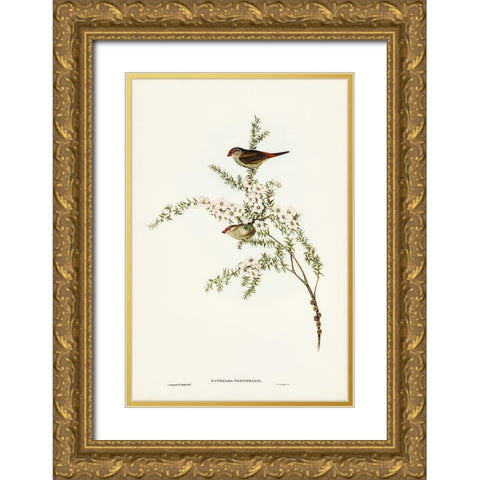Red-eyebrowed Finch-Estrelda temporalis Gold Ornate Wood Framed Art Print with Double Matting by Gould, John