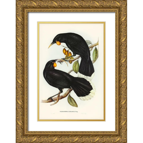 Goulds Neomorpha-Neomorpha Gouldii Gold Ornate Wood Framed Art Print with Double Matting by Gould, John