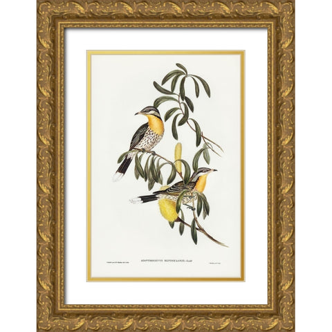 Spiny-cheeked Honey-eater-Acanthogenys rufogularis Gold Ornate Wood Framed Art Print with Double Matting by Gould, John