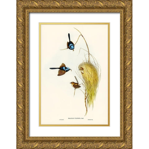 Blue Wren-Malurus cyaneus Gold Ornate Wood Framed Art Print with Double Matting by Gould, John