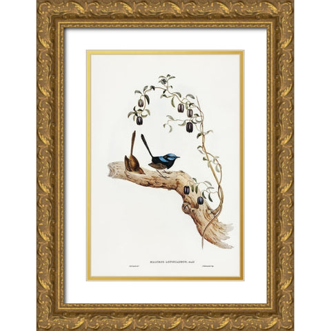 Long-tailed Wren-Malurus longicaudus Gold Ornate Wood Framed Art Print with Double Matting by Gould, John