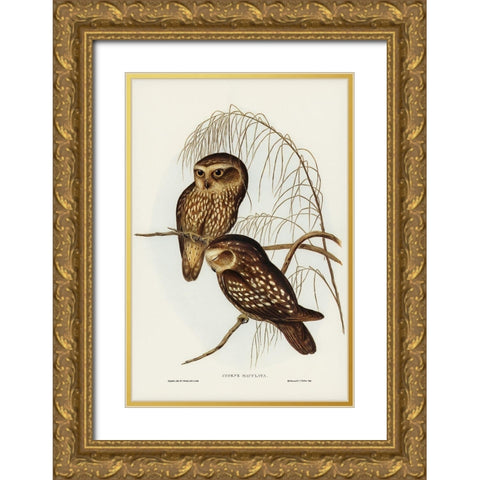 Spotted Owl-Athene maculate Gold Ornate Wood Framed Art Print with Double Matting by Gould, John