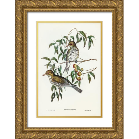New South Wales Oriole-Oriolus viridis Gold Ornate Wood Framed Art Print with Double Matting by Gould, John