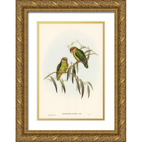 Coxens Parakeet-Cyclopsitta Coxeni Gold Ornate Wood Framed Art Print with Double Matting by Gould, John