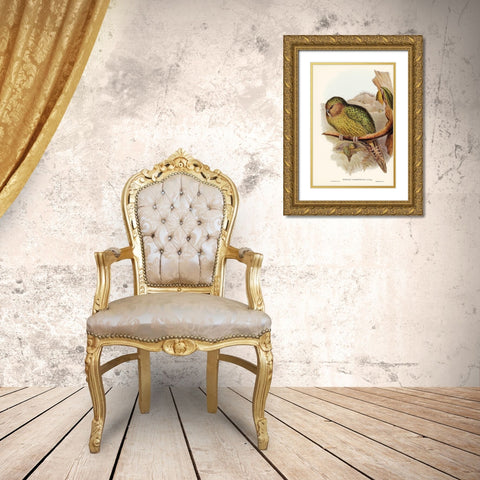 Kakapo-Strigops habroptius Gold Ornate Wood Framed Art Print with Double Matting by Gould, John