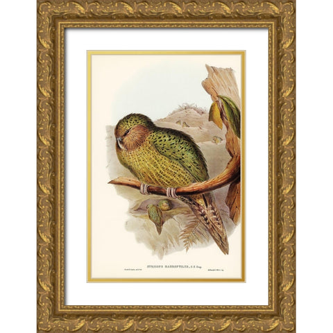 Kakapo-Strigops habroptius Gold Ornate Wood Framed Art Print with Double Matting by Gould, John