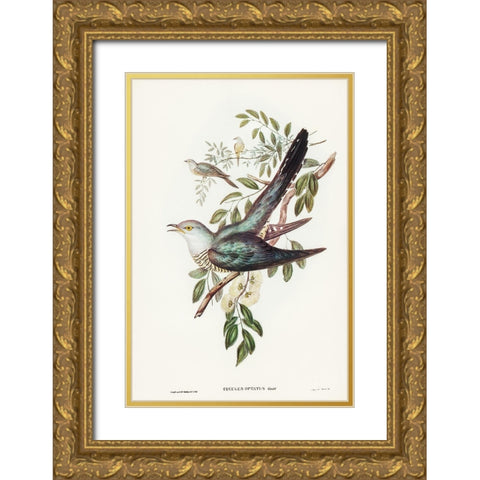 Australian Cuckoo-Cuculus optatus Gold Ornate Wood Framed Art Print with Double Matting by Gould, John
