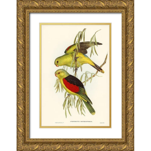 Red-winged Lory-Aprosmictus erythropterus Gold Ornate Wood Framed Art Print with Double Matting by Gould, John