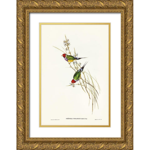 Beautiful Grass Finch-Poephila mirabilis Gold Ornate Wood Framed Art Print with Double Matting by Gould, John