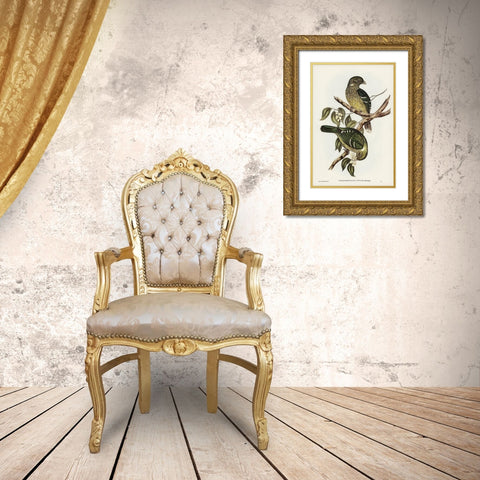 Cat Bird-Ptilonorhynchus Smithii Gold Ornate Wood Framed Art Print with Double Matting by Gould, John