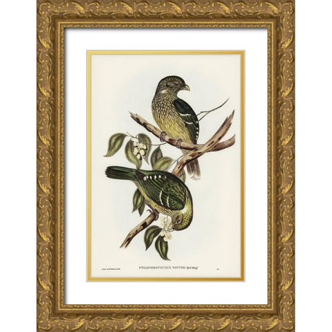 Cat Bird-Ptilonorhynchus Smithii Gold Ornate Wood Framed Art Print with Double Matting by Gould, John