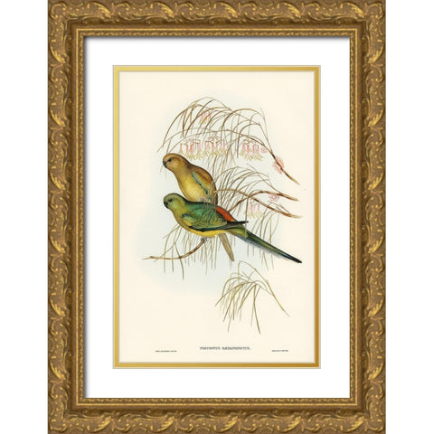Red-backed Parakeet-Psephotus haematonotus) Gold Ornate Wood Framed Art Print with Double Matting by Gould, John