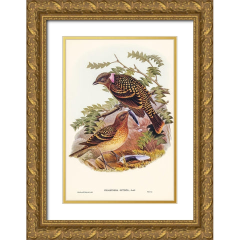 Guttated Bower-bird-Chlamydera guttata Gold Ornate Wood Framed Art Print with Double Matting by Gould, John