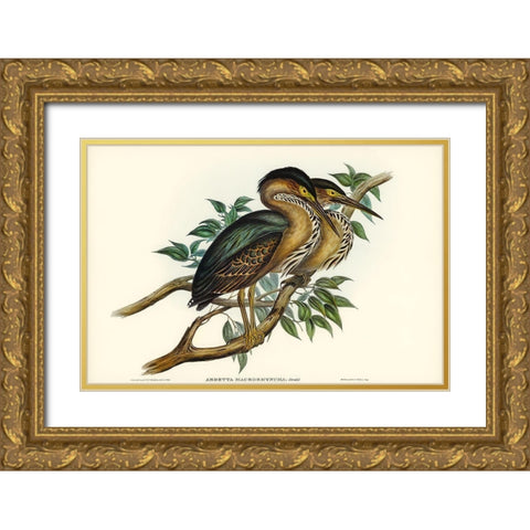 Thick-billed Green Bittern-Ardetta macrorhyncha Gold Ornate Wood Framed Art Print with Double Matting by Gould, John