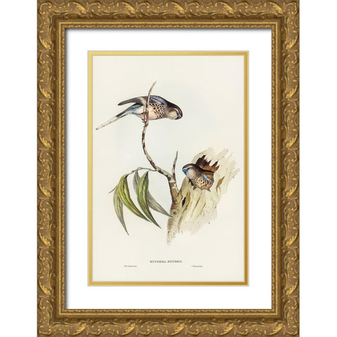 Boukes Grass-Parakeet-Euphema Bourkii Gold Ornate Wood Framed Art Print with Double Matting by Gould, John