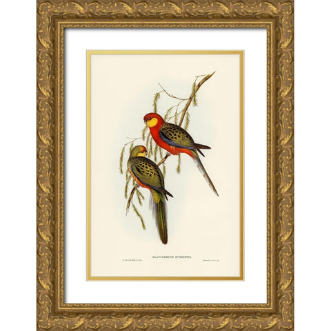 The Earl of Derbys Parrakeet-Platycercus icterotis Gold Ornate Wood Framed Art Print with Double Matting by Gould, John
