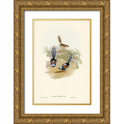 Lovely Wren-Malurus amabilis Gold Ornate Wood Framed Art Print with Double Matting by Gould, John