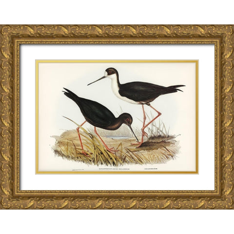 New Zealand Stilt-Himantopus Novae-Zelandiae Gold Ornate Wood Framed Art Print with Double Matting by Gould, John