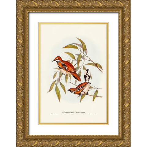 Cinnamon-coloured Cinclosoma-Cinclosoma cinnamomeus Gold Ornate Wood Framed Art Print with Double Matting by Gould, John