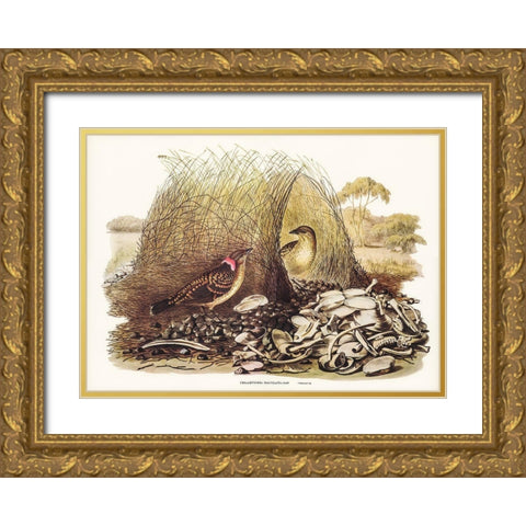 Spotted Bower Bird-Chlamydera maculata Gold Ornate Wood Framed Art Print with Double Matting by Gould, John