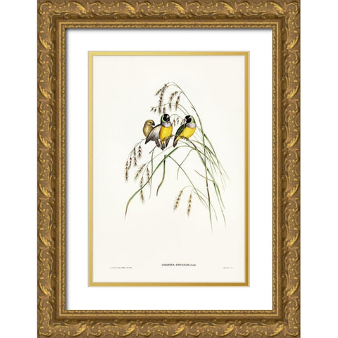 Gouldian Finch-Amadina Gouldiae Gold Ornate Wood Framed Art Print with Double Matting by Gould, John
