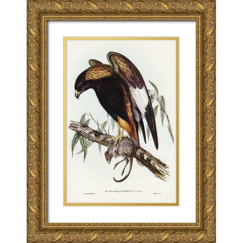Black-Breasted Buzzard-Buteo melanosternon Gold Ornate Wood Framed Art Print with Double Matting by Gould, John