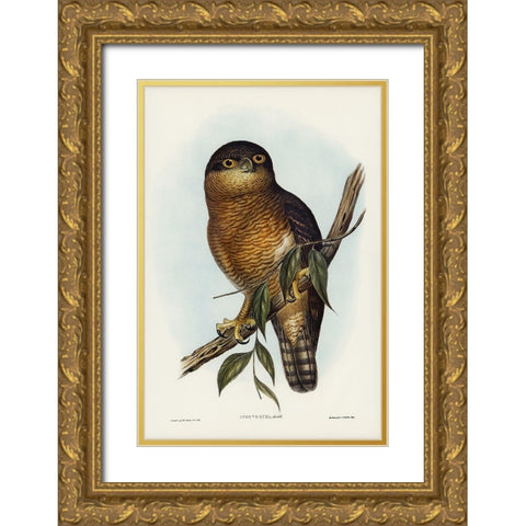 Rufous Owl-Athene rufa Gold Ornate Wood Framed Art Print with Double Matting by Gould, John