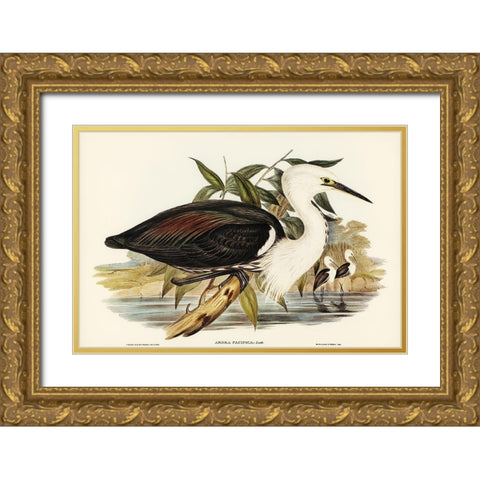 Pacific Heron-Ardea pacifica Gold Ornate Wood Framed Art Print with Double Matting by Gould, John
