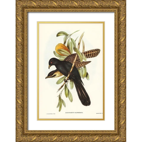 Flinders Cuckoo-Eudynamys Flindersii Gold Ornate Wood Framed Art Print with Double Matting by Gould, John