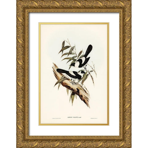 Kaups Flycatcher-Arses Kaupi Gold Ornate Wood Framed Art Print with Double Matting by Gould, John