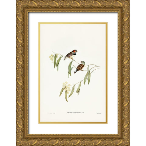 Chestnut-eared Finch-Amadina castanotis Gold Ornate Wood Framed Art Print with Double Matting by Gould, John