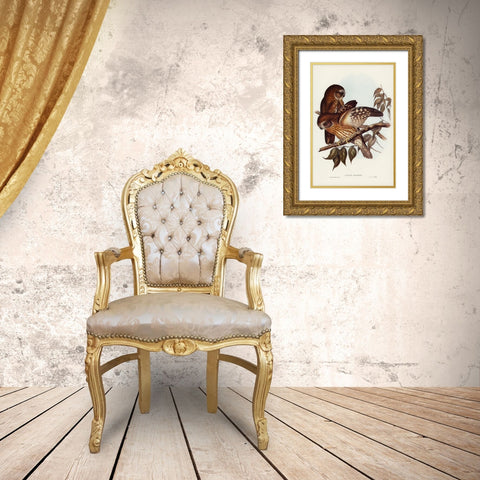 Boobook Owl-Athene boobook Gold Ornate Wood Framed Art Print with Double Matting by Gould, John