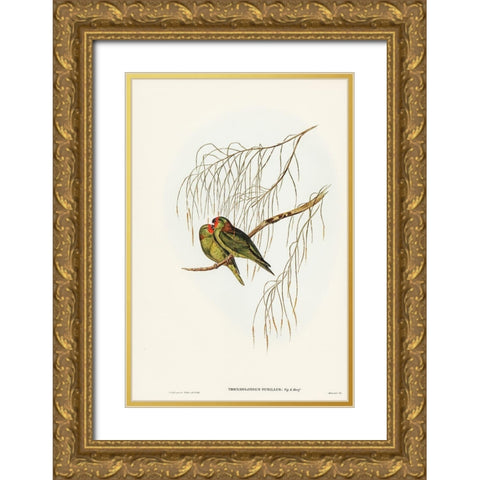 Little Lorikeet-Trichoglossus pusillus Gold Ornate Wood Framed Art Print with Double Matting by Gould, John
