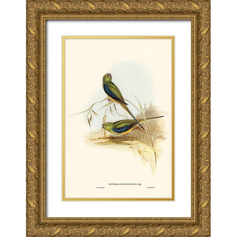 Blue-banded Grass-Parakeet-Euphema chrysostoma Gold Ornate Wood Framed Art Print with Double Matting by Gould, John